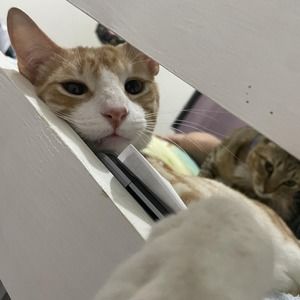 Meet your Posher, Jia yu